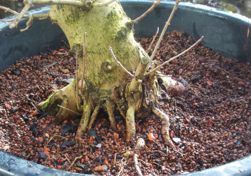 grafted bonsai roots